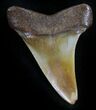 Fossil Mako Shark Tooth - North Carolina #25361-1